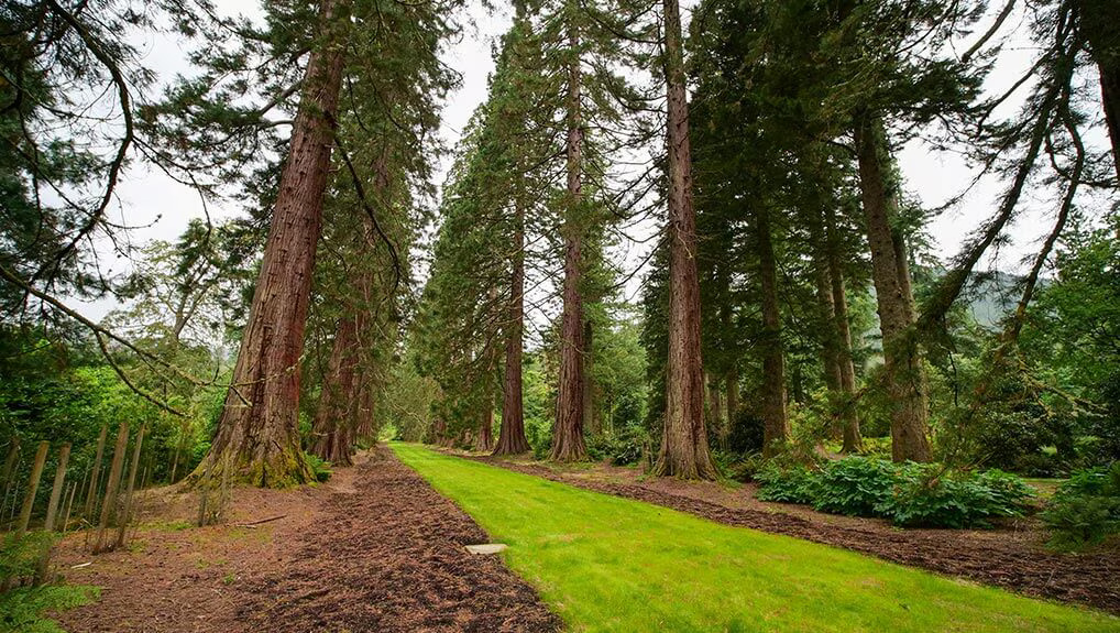 The Secret Life of Trees 