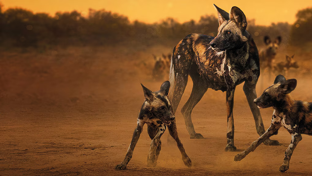 5fd0b955-5b3e-47a9-a441-ef030ab65638