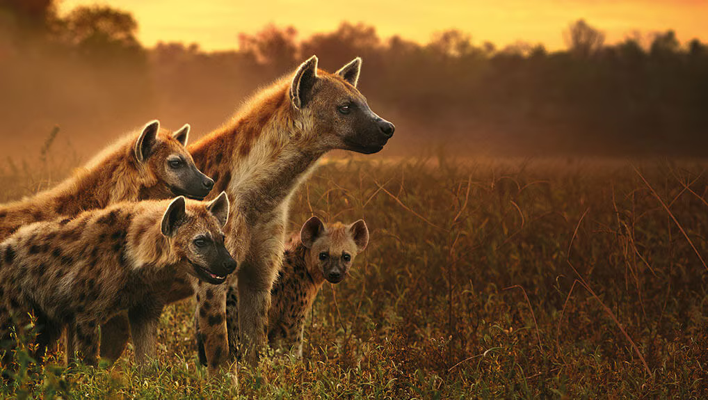 985ae16f-7b39-468a-a8a8-c08de354fb11