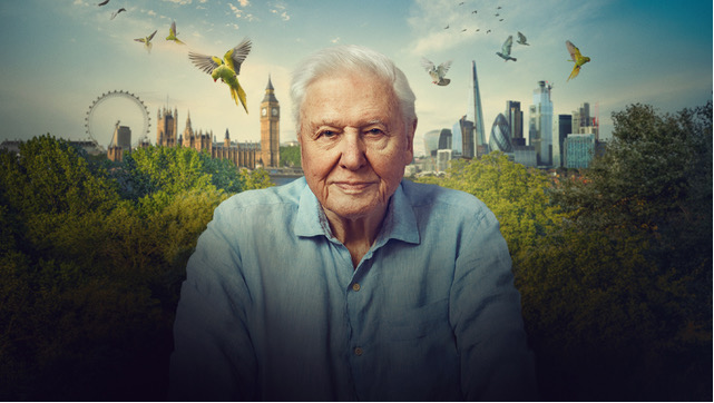 100 urodziny   Sir Davida Attenborough