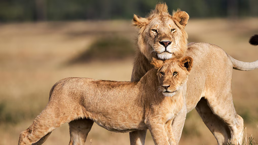 e8ae431c-e392-48a3-8fe9-38348bc8bd89