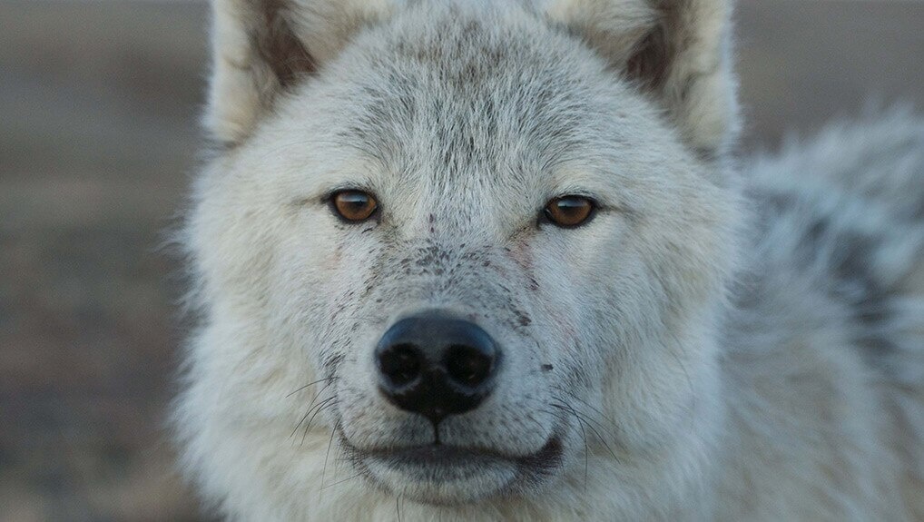 ff111a99-00c4-4e51-8e12-c8ed91dacfef